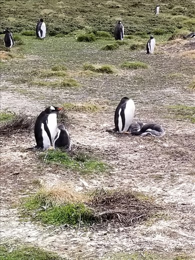 Some Gentoo penguins with their babies.
