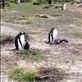 Some Gentoo penguins with their babies. Views[217]