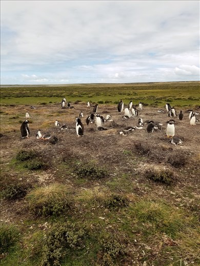 This Gentoo rookery contained several hundred penguins.
