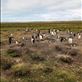 This Gentoo rookery contained several hundred penguins. Views[238]