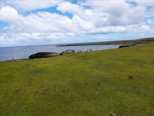 I took this one of some smaller elephant seals, so you'd have some perspective on their size.