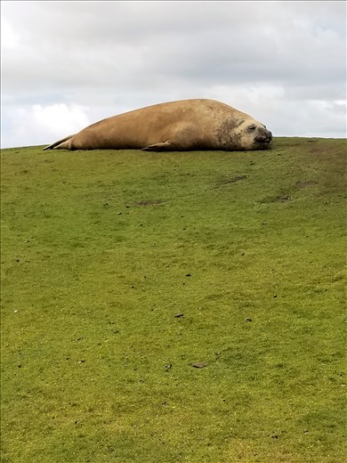 Here's a big female elephant seal, quite scarred.