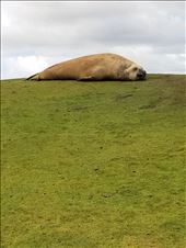 Here's a big female elephant seal, quite scarred.: by suziqtn, Views[301]