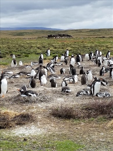 More of the Gentoo rookery.