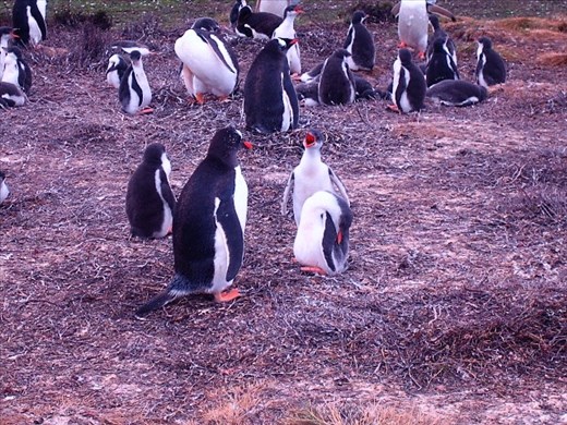 A mother, with baby, yelling. The rangers insisted we didn't upset them, but I think we did.