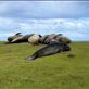 A group of male (dark color) and female (tan) elephant seals. They said not to get between them and the sea as if they get upset they'll make a bee-line for it and you sure don't want to be in their way. Views[196]