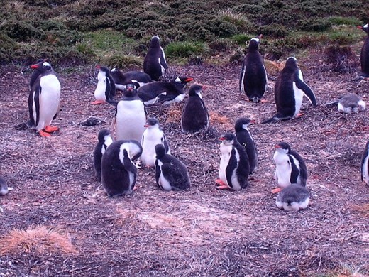 More penguins, what else?