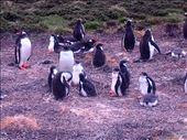 More penguins, what else?: by suziqtn, Views[230]