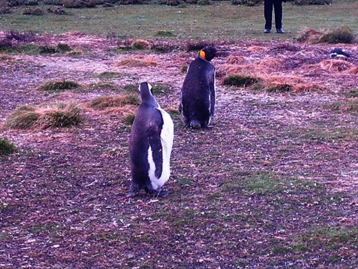 These 2 King Penguins were at the Gentoo rookery. No one knows why, but neither they nor the Gentoos seemed upset by it.