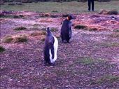These 2 King Penguins were at the Gentoo rookery. No one knows why, but neither they nor the Gentoos seemed upset by it.: by suziqtn, Views[238]