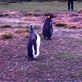 These 2 King Penguins were at the Gentoo rookery. No one knows why, but neither they nor the Gentoos seemed upset by it. Views[232]