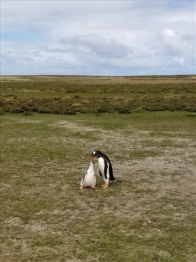 Here's a mother Gentoo feeding her baby.