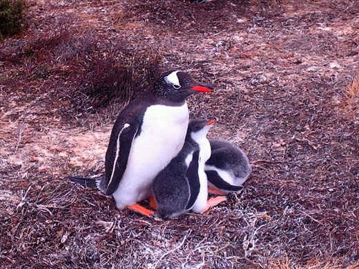Mother with 2 babies. They typically have 2 at a time, but the mortality rate is so high that you'll see lots of them with only 1.