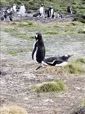 Ha! I'm even MORE helpful.: by suziqtn, Views[233]