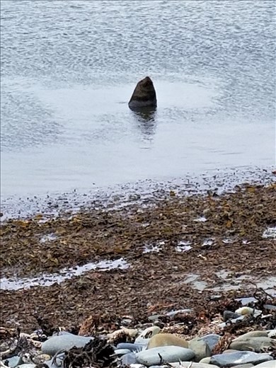 Just as I went to take a photo of a group of the seals, this sea lion made his appearance.
