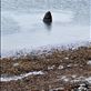 Just as I went to take a photo of a group of the seals, this sea lion made his appearance. Views[203]