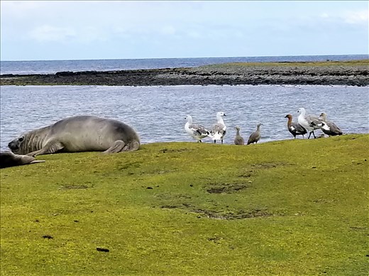 This close-up of a small make with sea gulls nearby will give you an even greater appreciation of their size.