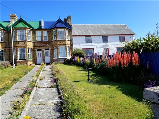 This lovely old house was near the port of Stanley. I didn't remember that lupines come in shades other than purple, but these are outstanding.
