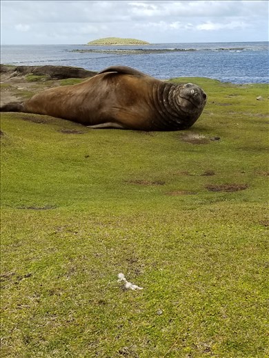I waited on this old girl to wave at me. The white stuff by her nose is caused by mites in their noses!