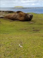 I waited on this old girl to wave at me. The white stuff by her nose is caused by mites in their noses!: by suziqtn, Views[389]