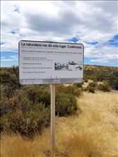 Where else would you see a penguin crossing sign?: by suziqtn, Views[329]