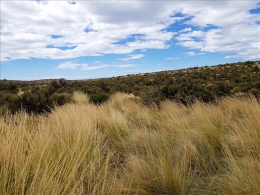 The landscape close to the rookery changed and had tall grasses around the area.