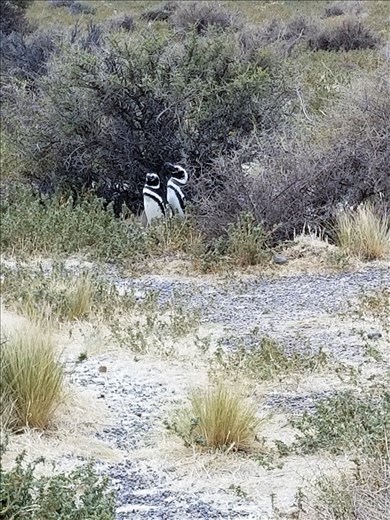 Note the markings on these 2 Magellan penguins. Quite different from the Gentoos and Kings.