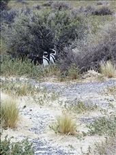 Note the markings on these 2 Magellan penguins. Quite different from the Gentoos and Kings.: by suziqtn, Views[303]