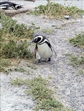 Wandering around.: by suziqtn, Views[282]