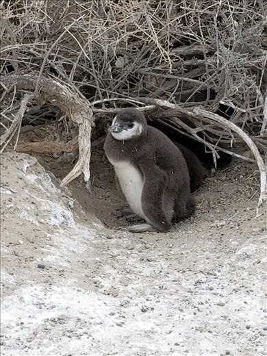 A baby near home. The Magellan's dig burrows and nest underground. This baby is standing near the entrance to his burrow.
