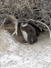 A baby near home. The Magellan's dig burrows and nest underground. This baby is standing near the entrance to his burrow.: by suziqtn, Views[379]