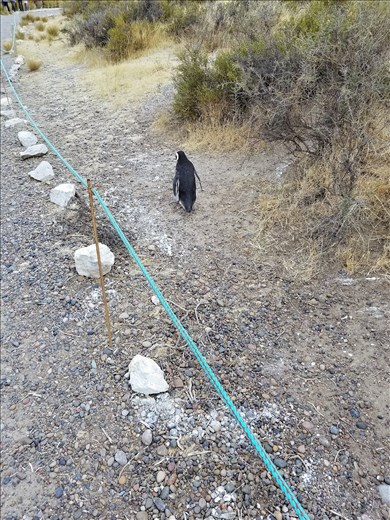 This guy was walking toward me. Although they don't walk fast, by the time I was ready to snap his photo, he was already past me.