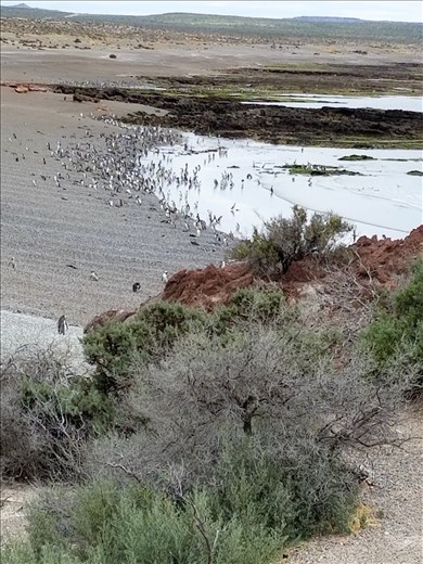 In this view, you can more clearly see the huge numbers of them on the beach and in the water.