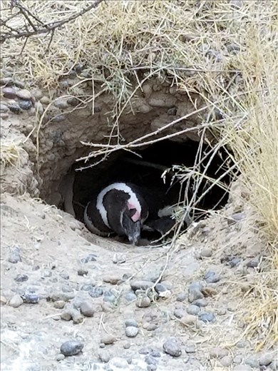 Here's a female in her burrow waiting on her egg to hatch.