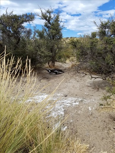 A female sitting on her nest.