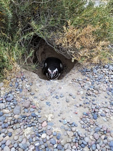 Another female nesting.