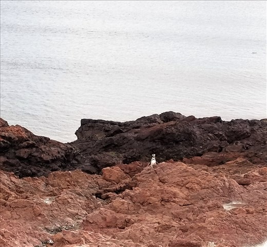 This guy was walking here by himself, but others soon followed him. He had quite a struggle getting up the hill on these rocks.