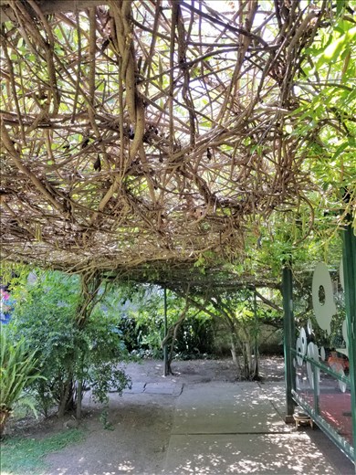 I'd love to see the vine ceiling when it's in bloom.