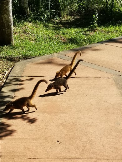These coatis, which are racoon-like creatures, were everywhere begging for food.
