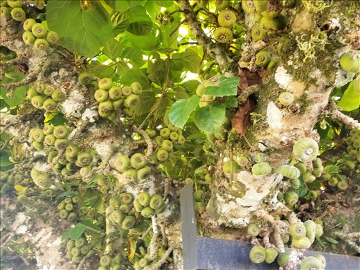 The fig tree was LOADED with figs.