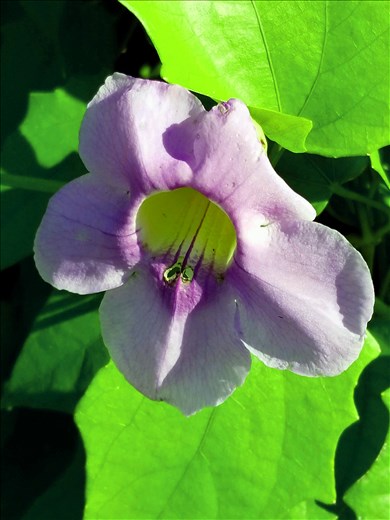 There was a vine along the fence separating the hotel from the swimming pool. It was covered in flowers.