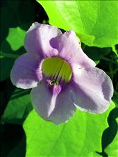 There was a vine along the fence separating the hotel from the swimming pool. It was covered in flowers.: by suziqtn, Views[297]