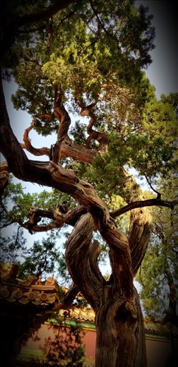 These beautiful trees are over 300 years old.