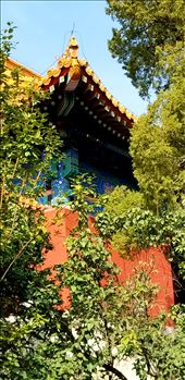 Looking through trees at  another building.: by suziqtn, Views[183]