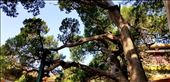 While I prefer Japanese gardens, there was something unmistakingly beautiful and wild about these trees.: by suziqtn, Views[176]