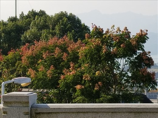 Phyllis and I were enthralled by the blossoms on these trees. The actually looked like miniature Japanese lanterns. In China? Ha