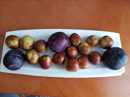As usual, we had fresh fruit in our room. The small round things are jejubes. I'd never eaten one before and found them like a small, crisp and tasty apple.