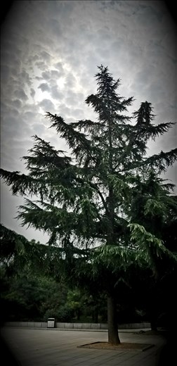 Here is another evergreen outside the museum.