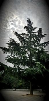 Here is another evergreen outside the museum.: by suziqtn, Views[268]