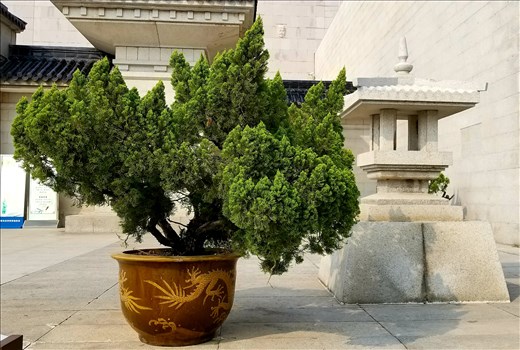 Although I wasn't wild about Chinese gardens, I thought this shrub was pretty outside the museum.